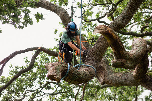  Las Flores, CA Tree Care Pros