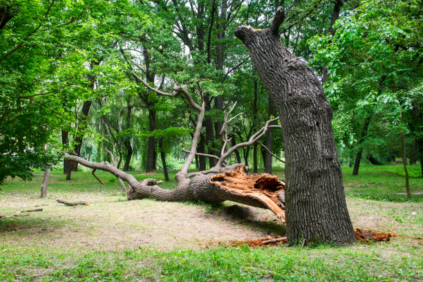 Reliable Las Flores, CA Tree Care Solutions
