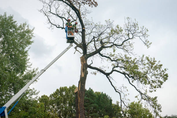 Best Tree Risk Assessment  in Las Flores, CA