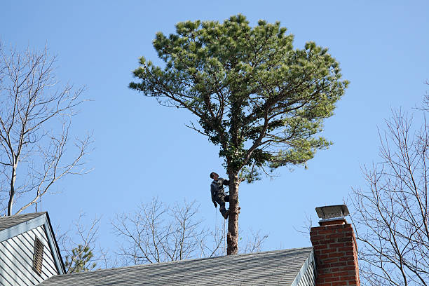 Best Tree Maintenance Programs  in Las Flores, CA