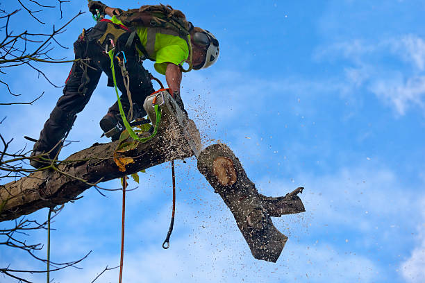 How Our Tree Care Process Works  in  Las Flores, CA